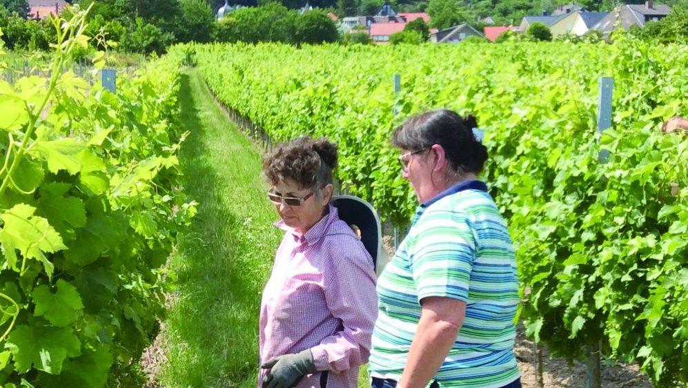 Weegmüller | 我的至愛 Scheurebe - WineNow HK