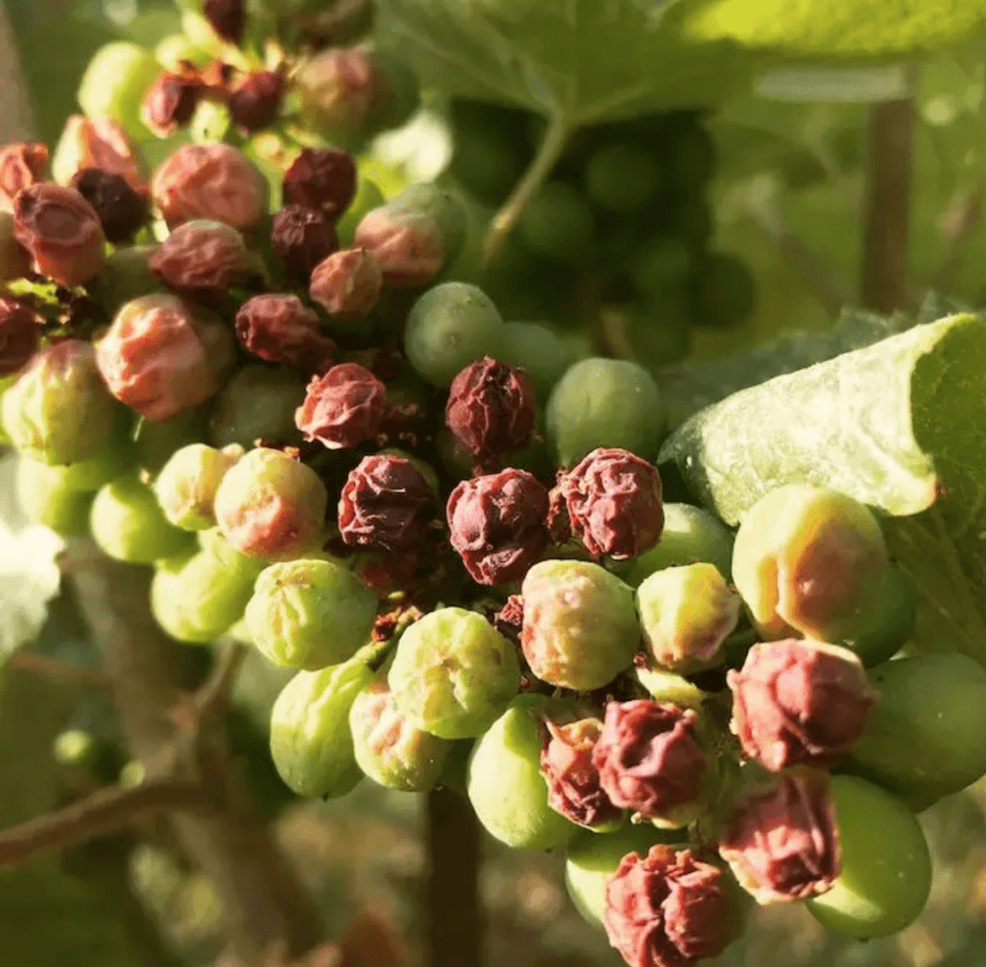 帶梗還是不帶梗，這是個什麽問題？ - WineNow HK