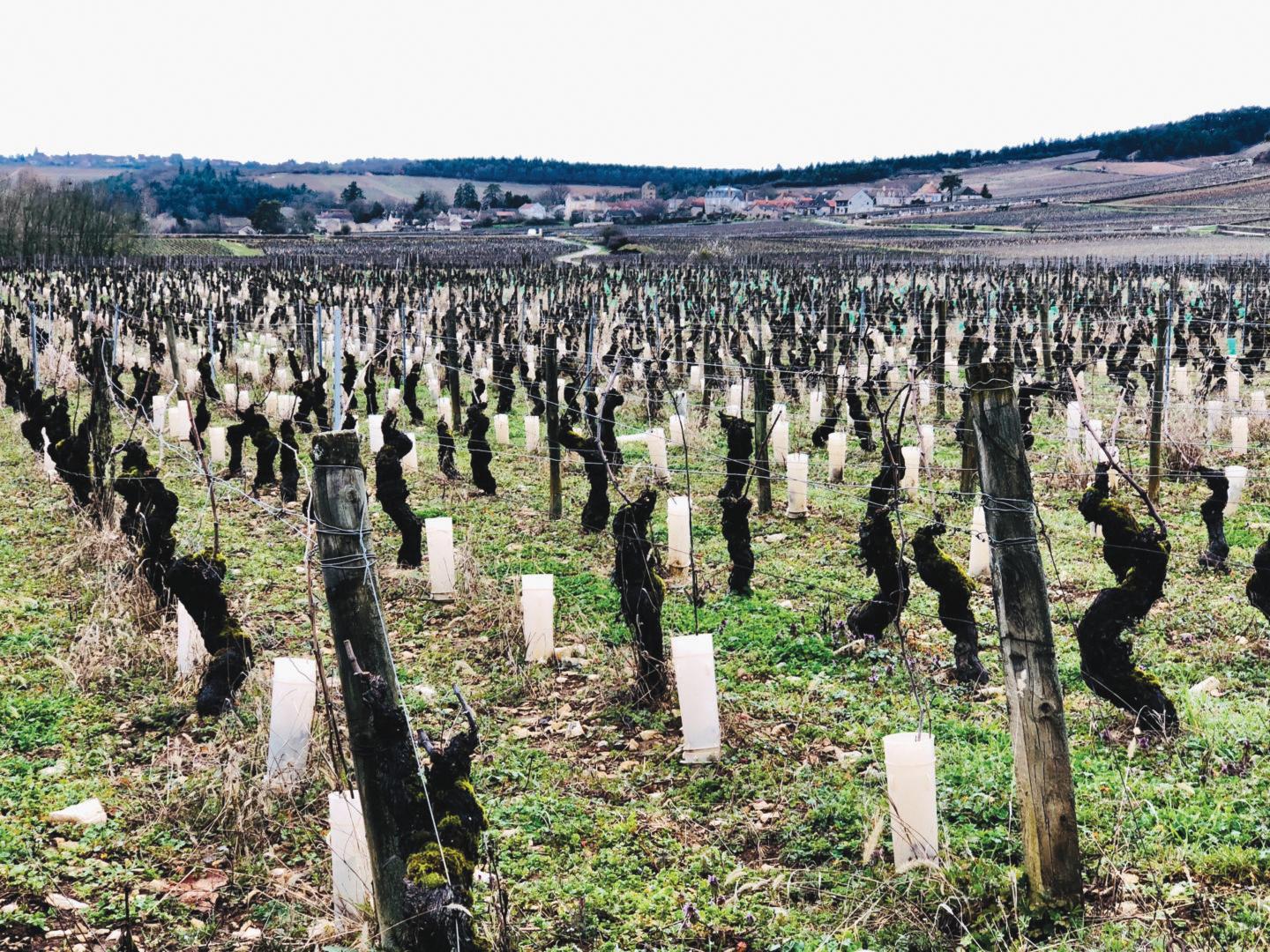 布爾岡的農地權力遊戲 - WineNow HK