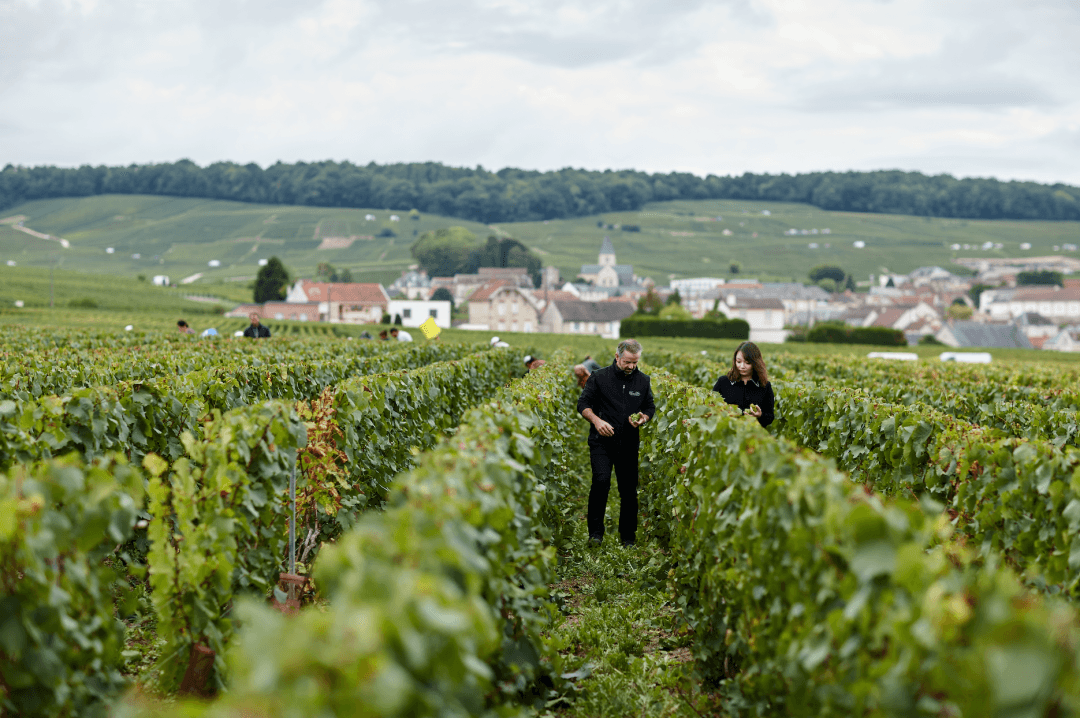 香檳投資趨勢 | 一篇告訴你2020年哪些香檳值得投資 - WineNow HK