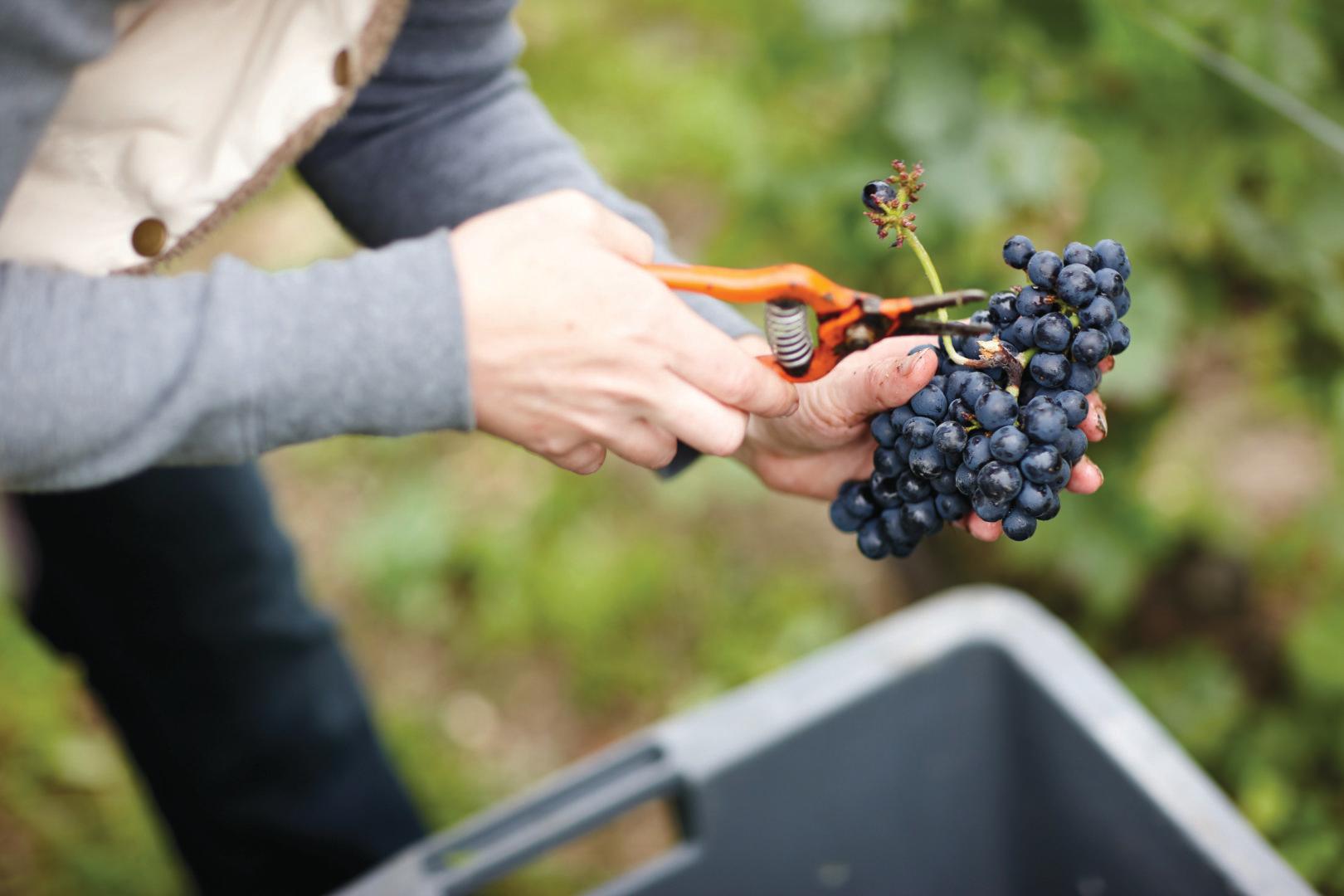 解封後香檳區如何應對疫情危機？ - WineNow HK