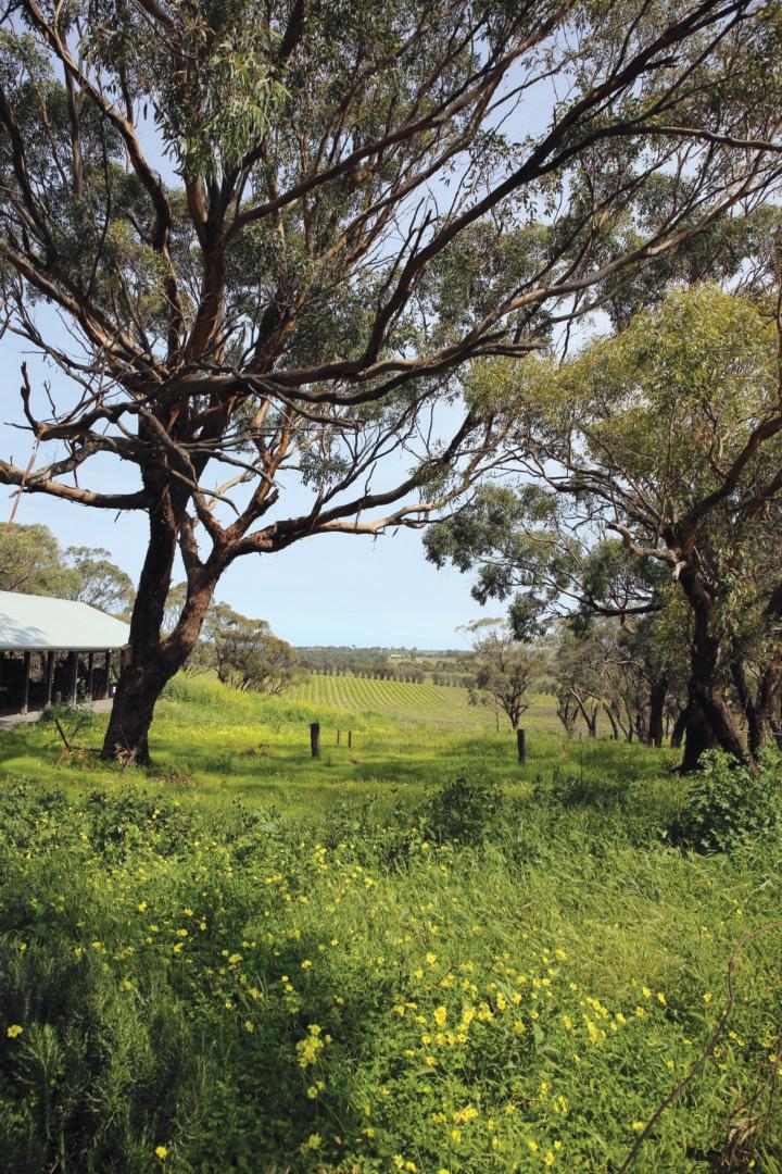 d’Arenberg 比新更新比舊更舊 - WineNow HK