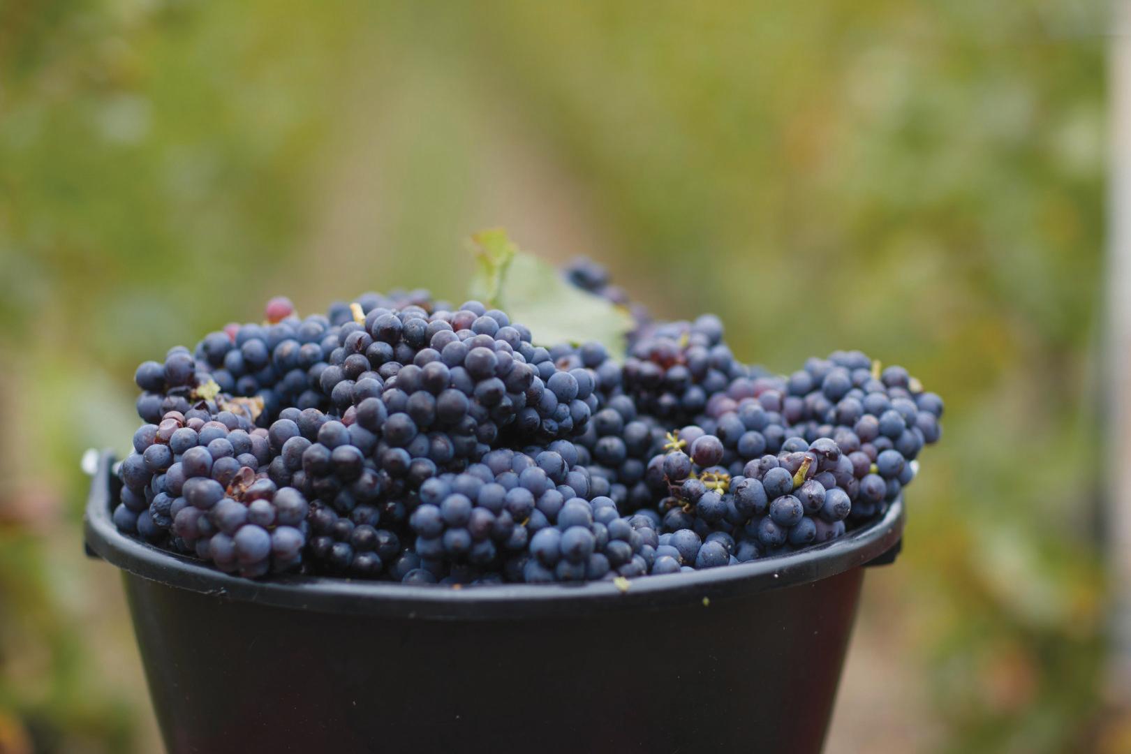 香檳區 除了香檳酒 還有… - WineNow HK