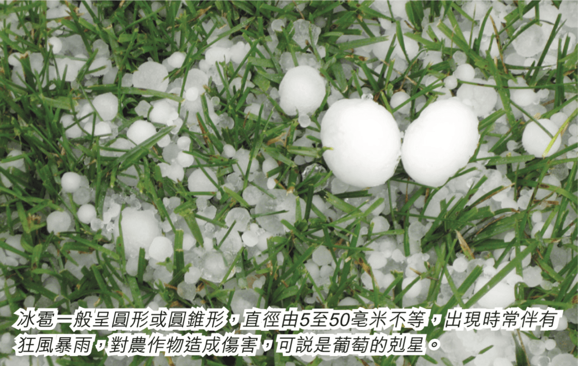 葡萄殺手——冰雹 - WineNow HK